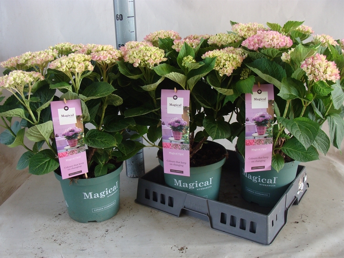 <h4>Hydrangea mac. 'Magical Amethyst'</h4>