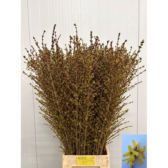 <h4>Forsy I Spectabilis</h4>