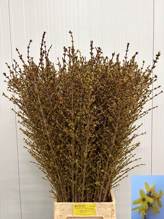 <h4>FORSY I SPECTABILIS</h4>