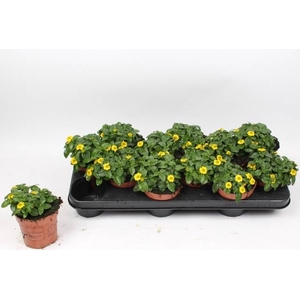 SANV PROCUMBENS