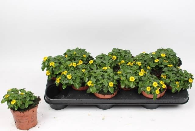 <h4>SANV PROCUMBENS</h4>