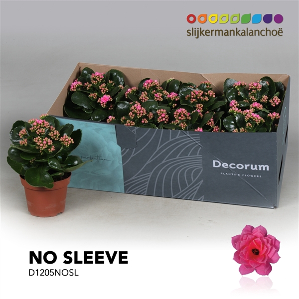 <h4>Kalanchoe No Sleeve - Pink</h4>
