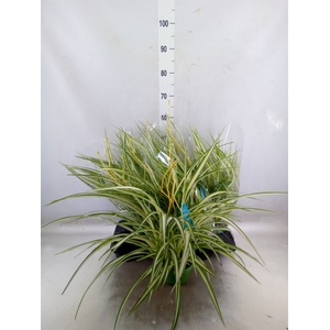 Chlorophytum com. 'Vittatum'