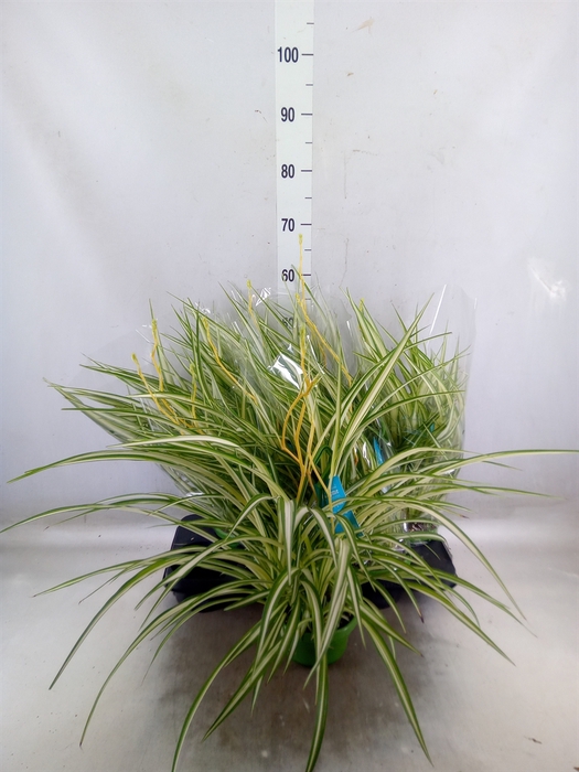 <h4>Chlorophytum com. 'Vittatum'</h4>