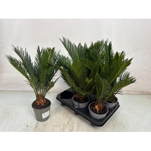 CYCAS REVOLUTA
