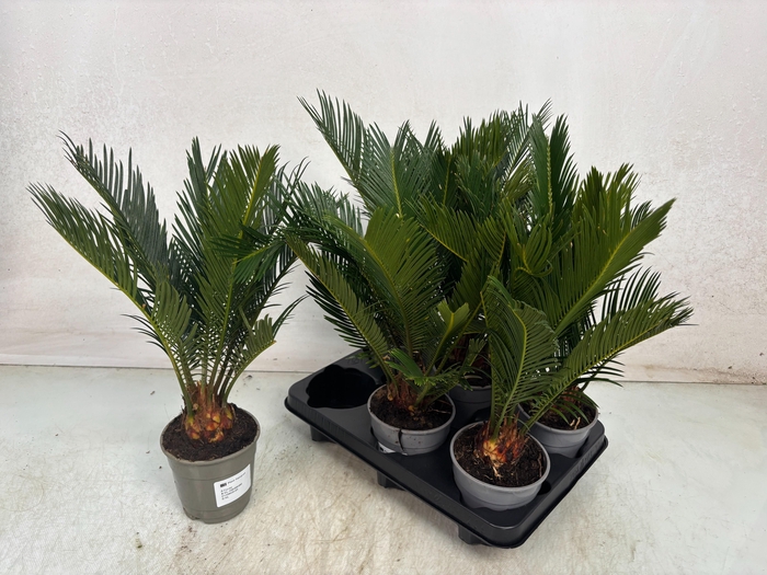 <h4>CYCAS REVOLUTA</h4>