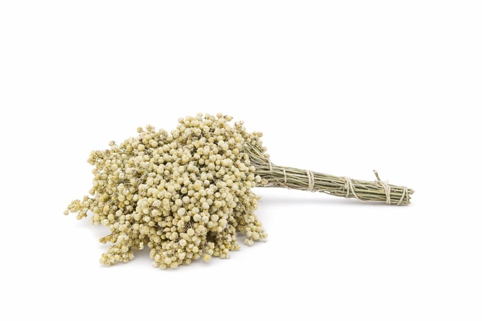 <h4>Schinus M Pt Champagne Bunch</h4>