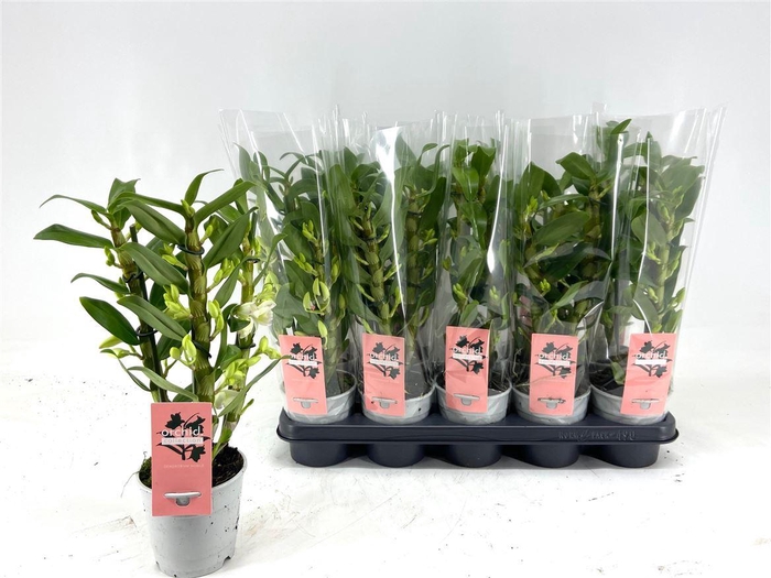 arr8 Dendr N Sc Apollon