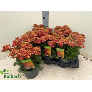 ACHI MILLEFOLIUM