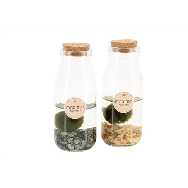 <h4>90545: Marimo arrangement</h4>