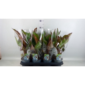 Ensete ventricosum 'Maurelii'