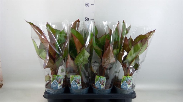 <h4>Ensete ventricosum 'Maurelii'</h4>