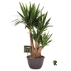 Yucca Elephantipes vertakt
