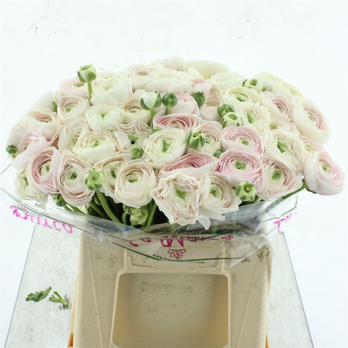 <h4>Ran Su Sr Hanoi Extra</h4>