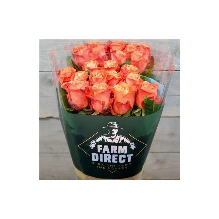 <h4>R Gr Orange Crush</h4>