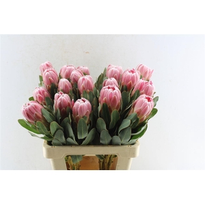 Protea Carnival