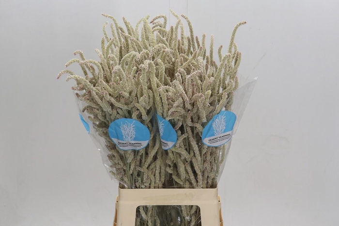 <h4>Amaranthus Yearming Desert</h4>