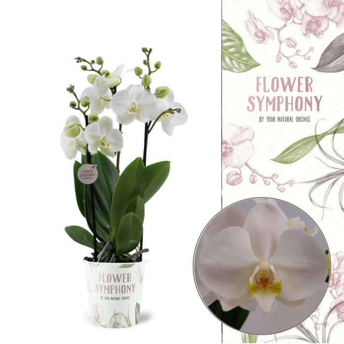 <h4>Flower Symphony | Inverness | Phalaenopsis 3 spike</h4>