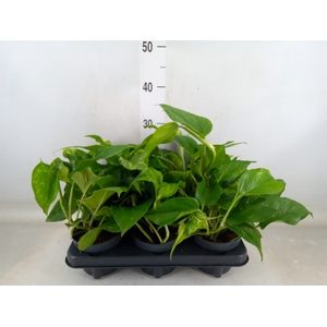 Epipremnum   ...