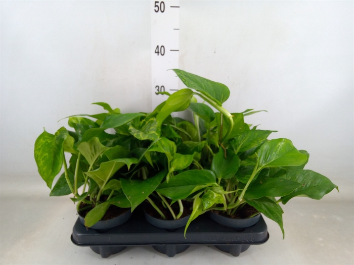 <h4>Epipremnum   ...</h4>