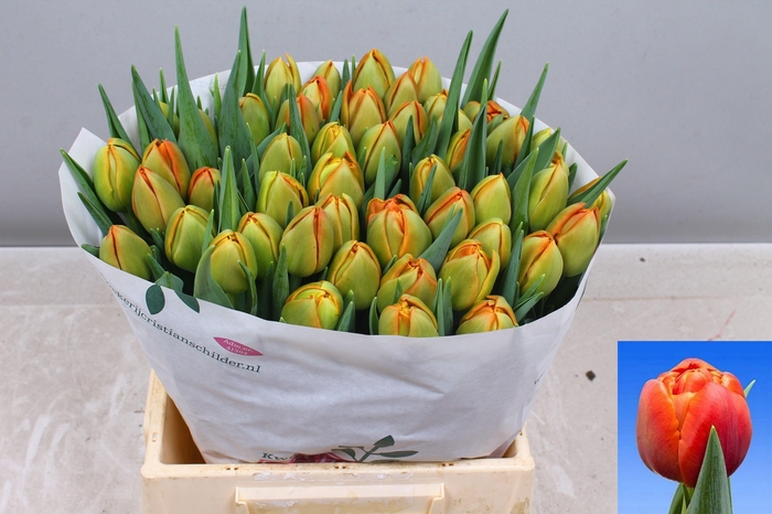 <h4>TU DU ICOON</h4>