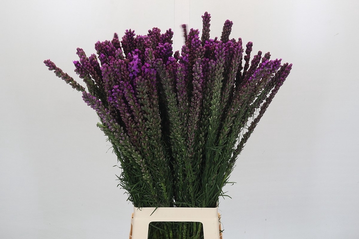 <h4>Liatris Spicata</h4>