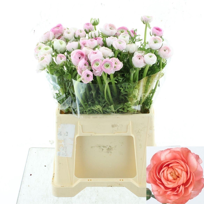 <h4>RAN AAZUR LI PINK</h4>