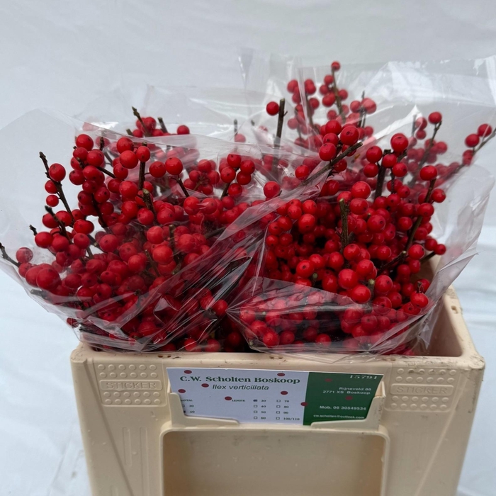 <h4>ILEX VE RODE BES</h4>