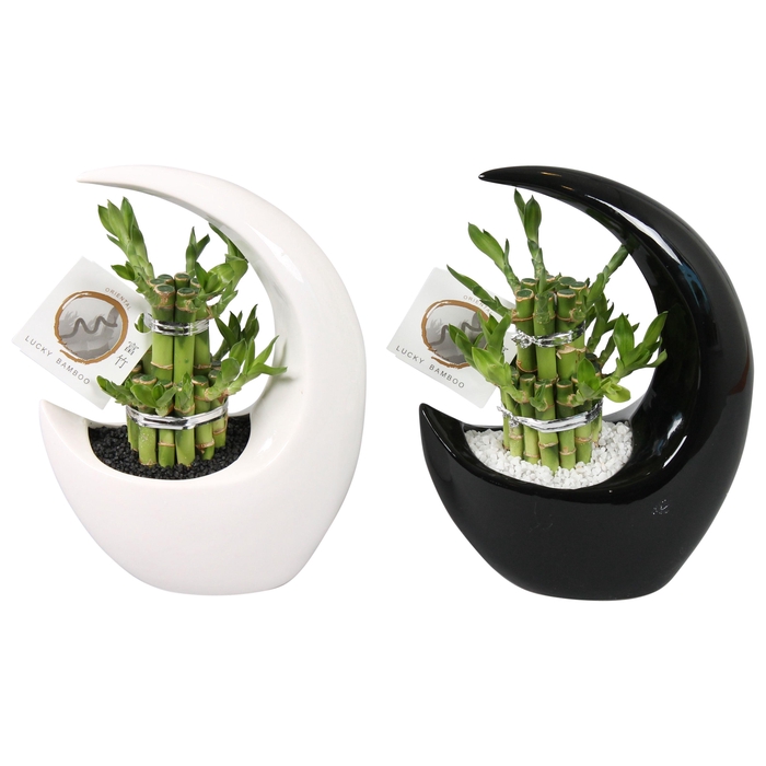 <h4>Lucky Bamboo Round 2Big in ø19cm Moonshape pot</h4>