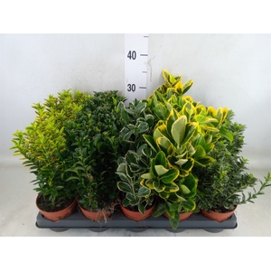Euonymus japon.   ...mix