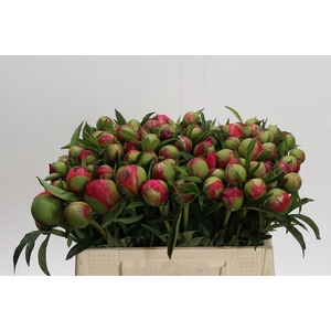 Paeonia Coral Charm