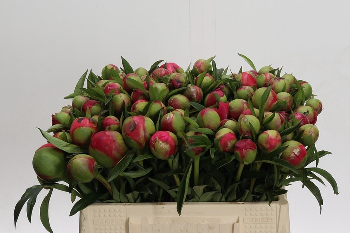<h4>Paeonia Coral Charm</h4>