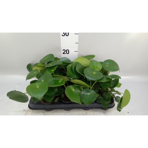 Peperomia polybotrya 'Raindrop'