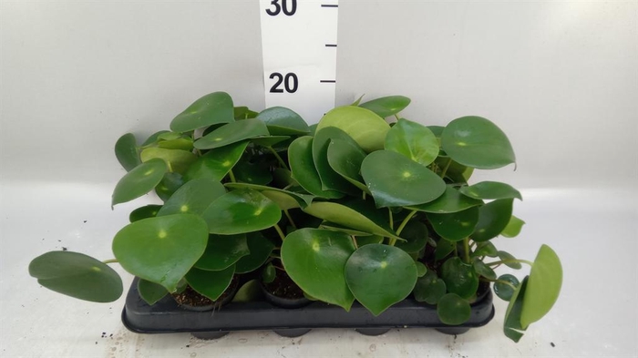 <h4>Peperomia polybotrya 'Raindrop'</h4>