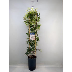 Clematis forst. 'Avalanche'