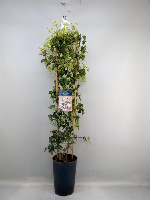 <h4>Clematis forst. 'Avalanche'</h4>