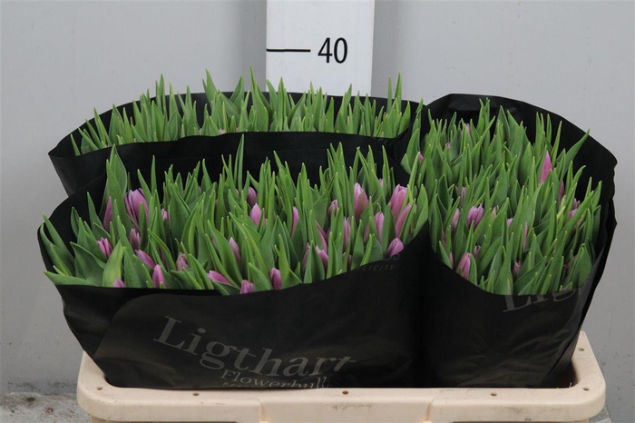 <h4>Tu En Donau</h4>