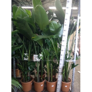 Strelitzia nicolai