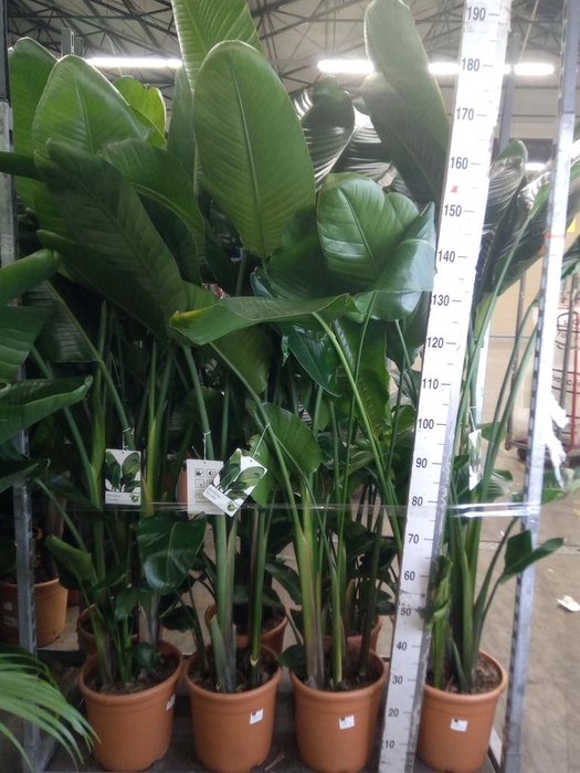 <h4>Strelitzia nicolai</h4>