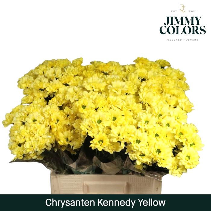 <h4>Chr T Kennedy Yellow</h4>