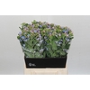 Oxypetalum Tweedia Blue