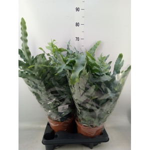 Phlebodium aureum 'Blue Star'