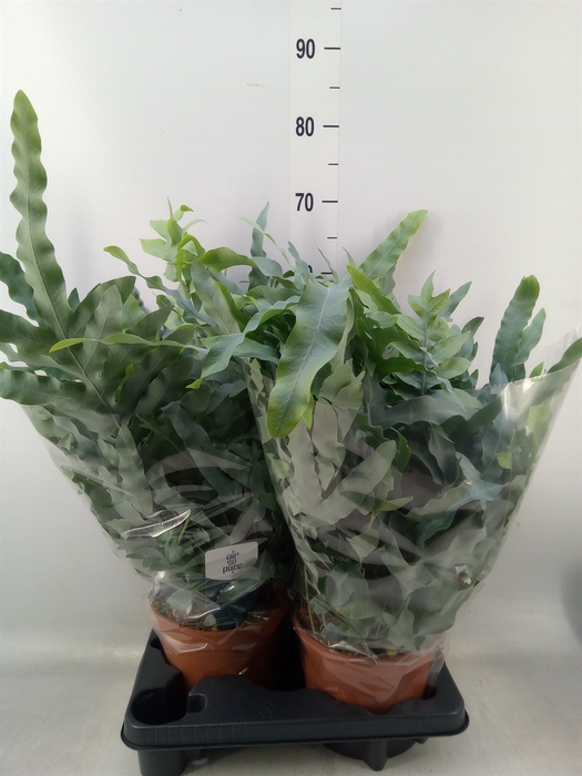 <h4>Phlebodium aureum 'Blue Star'</h4>