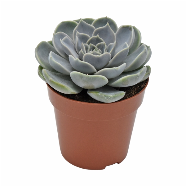 <h4>Echeveria Cielo Rosetta</h4>