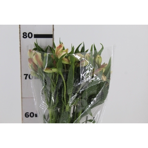 ALSTROEMERIA REBECCA 080 CM