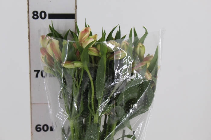 <h4>ALSTROEMERIA REBECCA 080 CM</h4>