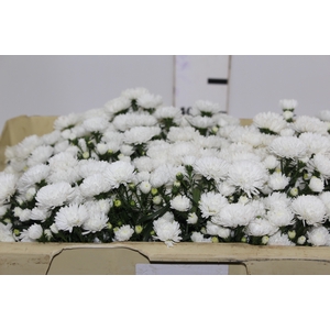 ASTER MARIANA 050 CM