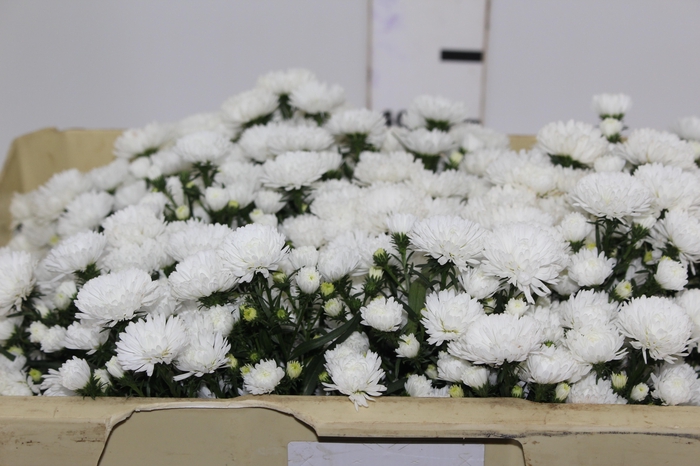 <h4>ASTER MARIANA 050 CM</h4>