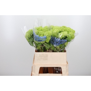 Viburnum Sneeuwbal 2+ Bal