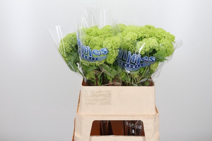 <h4>Viburnum Sneeuwbal 2+ Bal</h4>